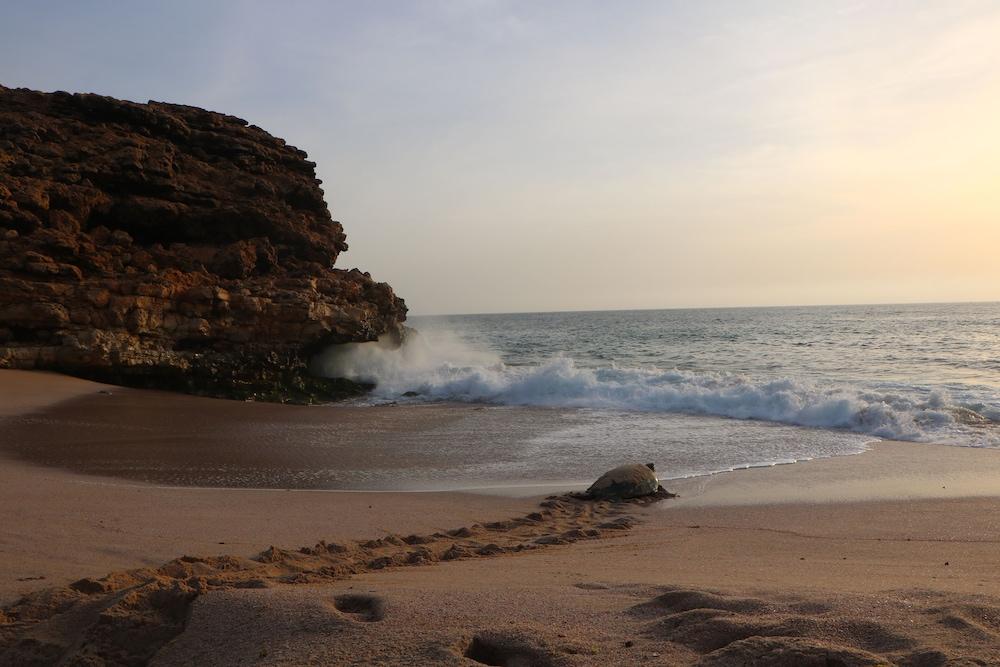 Ras Al Jinz Turtle Reserve Al Hadd Luaran gambar