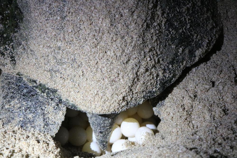 Ras Al Jinz Turtle Reserve Al Hadd Luaran gambar