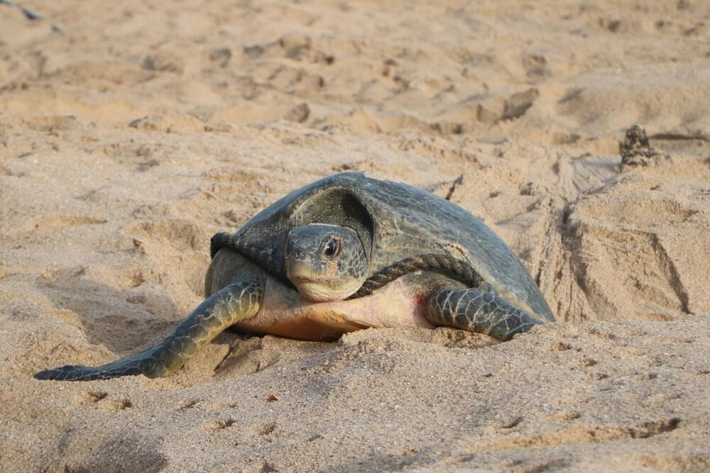 Ras Al Jinz Turtle Reserve Al Hadd Luaran gambar