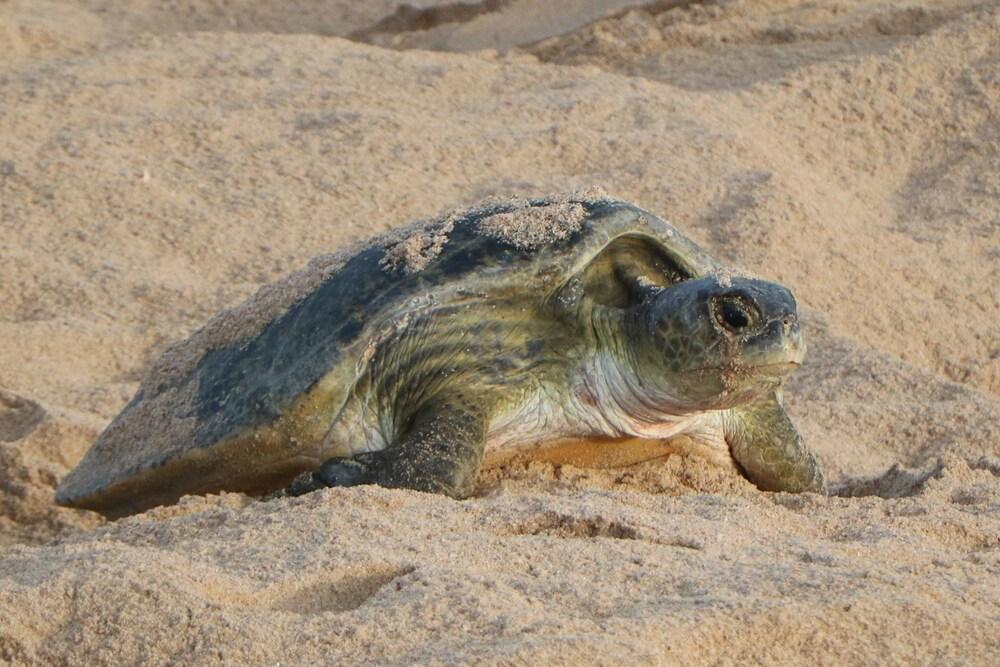 Ras Al Jinz Turtle Reserve Al Hadd Luaran gambar