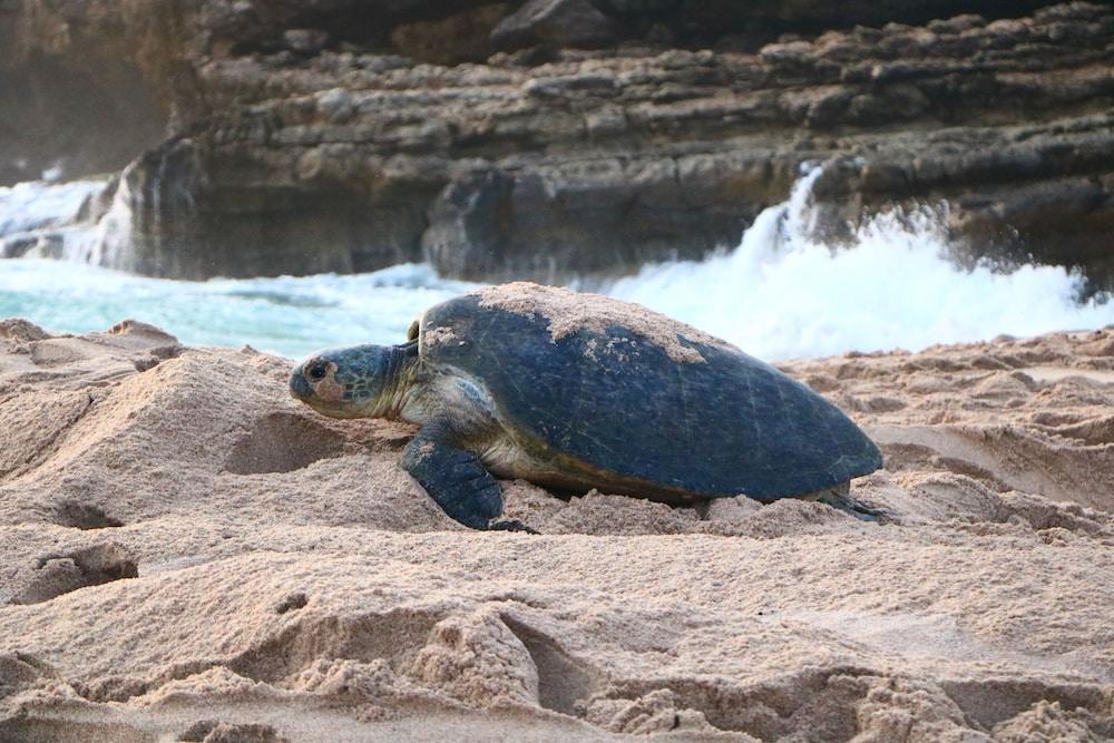 Ras Al Jinz Turtle Reserve Al Hadd Luaran gambar