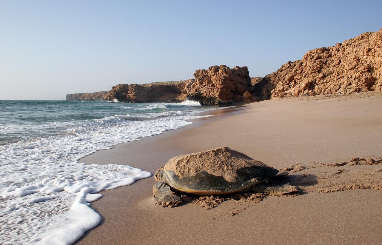 Ras Al Jinz Turtle Reserve Al Hadd Luaran gambar